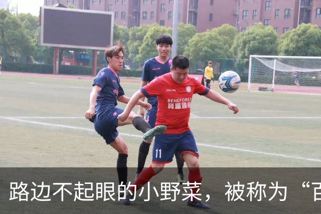 路边不起眼的小野菜，被称为“百菜之主”，易种易活，盆栽也爆盆